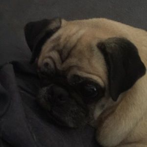 Meet your Posher, Enma